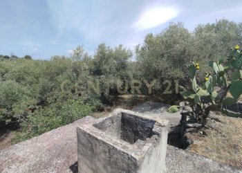 IMG-20250618-WA0079.jpg - Agricultural land CONTRADA MANGIONE snc, Catania - photo 10