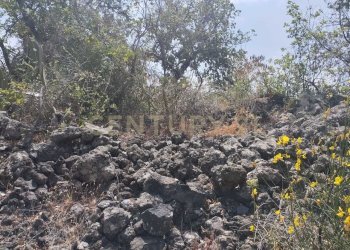 IMG-20250618-WA0096.jpg - Agricultural land CONTRADA MANGIONE snc, Catania - photo 12