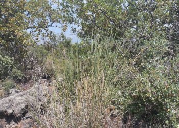 IMG-20250618-WA0097.jpg - Agricultural land CONTRADA MANGIONE snc, Catania - photo 13