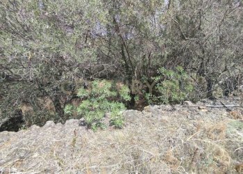 IMG-20250618-WA0090.jpg - Agricultural land CONTRADA MANGIONE snc, Catania - photo 16