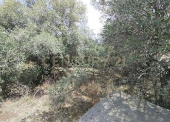 IMG-20250618-WA0092.jpg - Agricultural land CONTRADA MANGIONE snc, Catania - photo 22