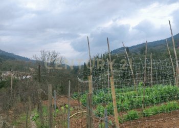 IMG_20250224_114208.jpg - Rustico Via del Campone 124, Monte Argentario - foto 8