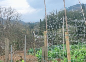 IMG_20250224_114044.jpg - Rustico Via del Campone 124, Monte Argentario - foto 20