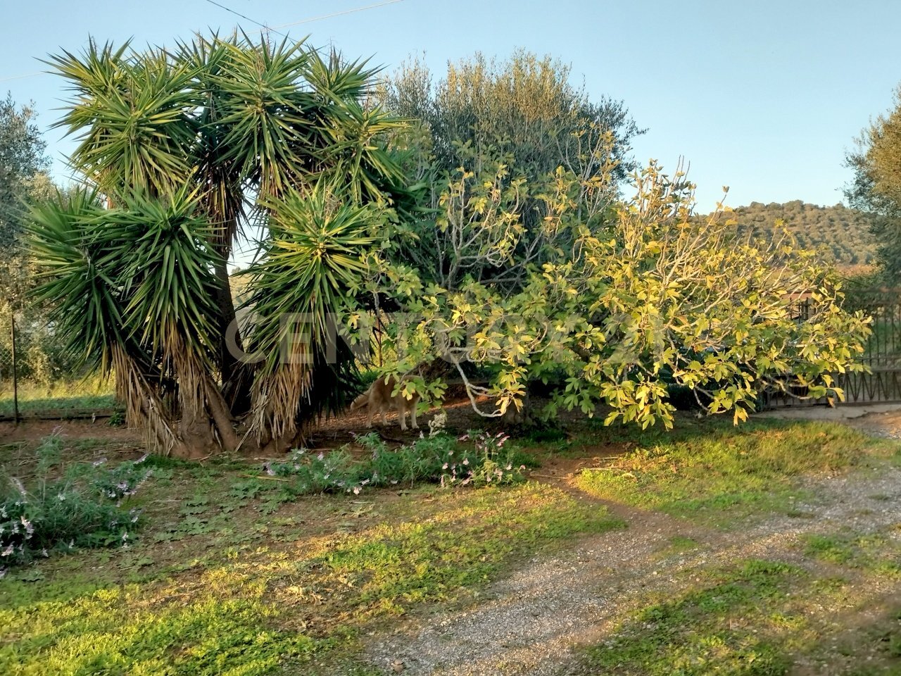 IMG20241101163935.jpg - Casale Strada Pedemontana, Capalbio - foto 3