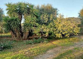 IMG20241101163935.jpg - Casale Strada Pedemontana, Capalbio - foto 3