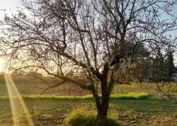 IMG20241101164009.jpg - Casale Strada Pedemontana, Capalbio - foto 6