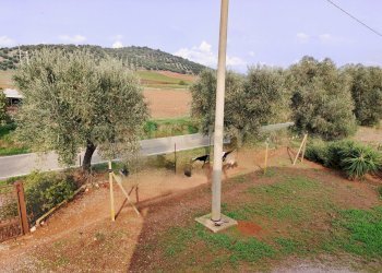 IMG_20241101_123743.jpg - Casale Strada Pedemontana, Capalbio - foto 21