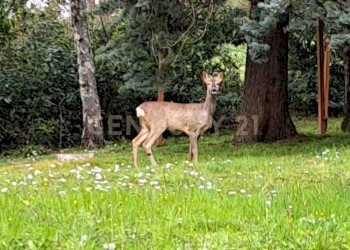 PHOTO-2025-09-29-11-13-44 (2).jpg - Villa Località Poggio Murella 68, Manciano - foto 22