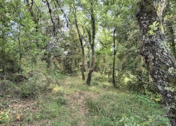 foto 6.jpeg - Rustic località vignaccia, Civitella Paganico - photo 6