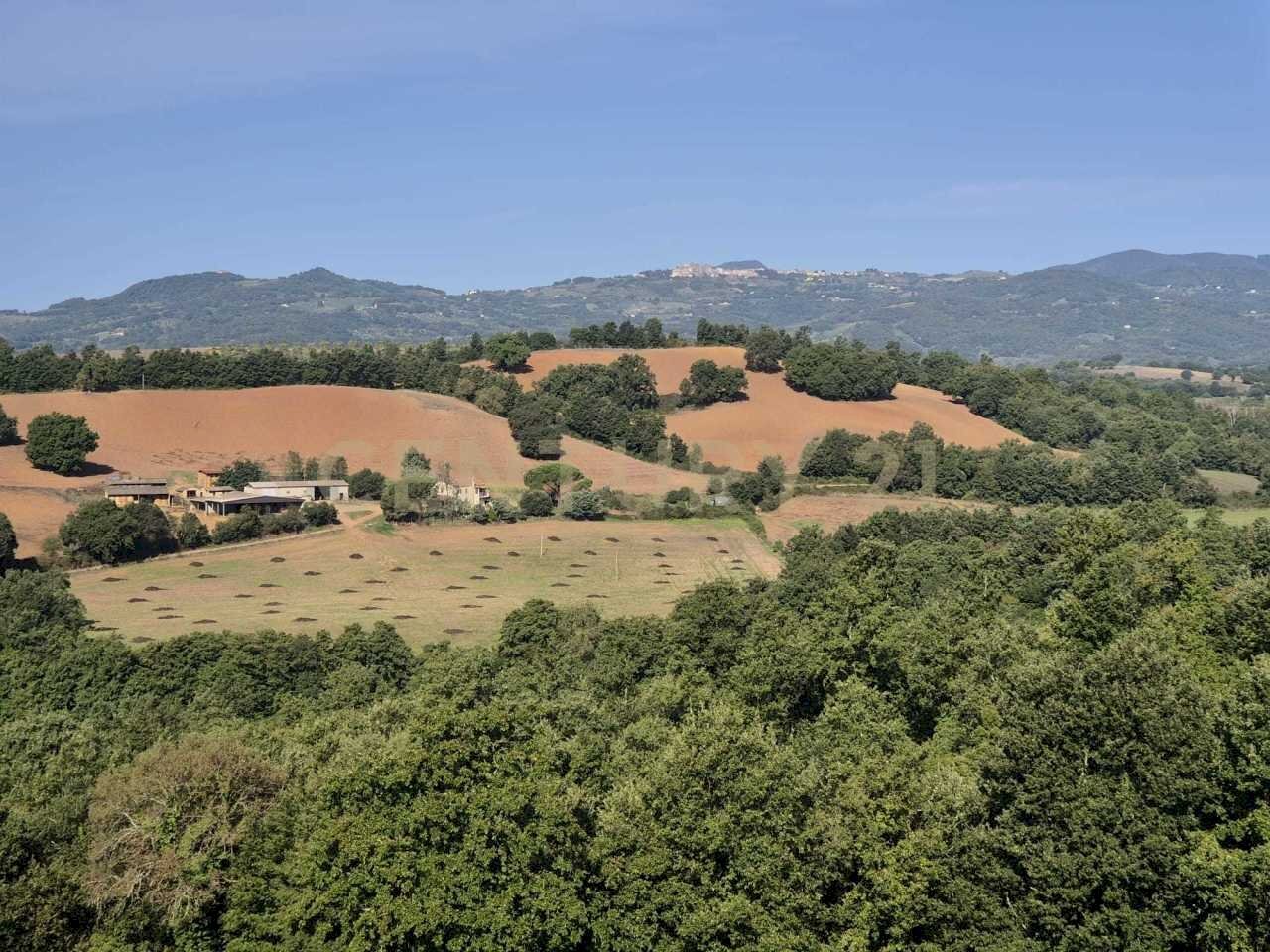 foto 3 cornacchiaio.jpeg - Terreno agricolo località cornacchiaio snc, Civitella Paganico - foto 3