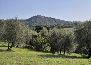 foto 14 bonano.jpeg - Terreno agricolo località cornacchiaio snc, Civitella Paganico - foto 14