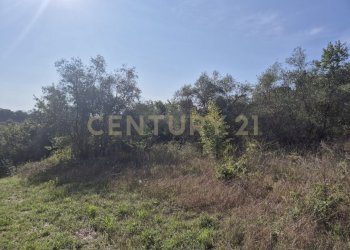 foto 15 bonano.jpeg - Terreno agricolo località cornacchiaio snc, Civitella Paganico - foto 15