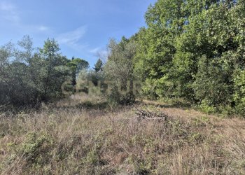 foto 16 bonano.jpeg - Terreno agricolo località cornacchiaio snc, Civitella Paganico - foto 16