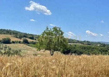 PHOTO-2025-09-17-12-13-51 (11).jpg - Villa località podere poggio sellino snc, Semproniano - foto 14