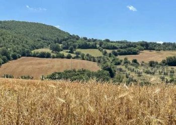 PHOTO-2025-09-17-12-13-51 (16).jpg - Villa località podere poggio sellino snc, Semproniano - foto 16