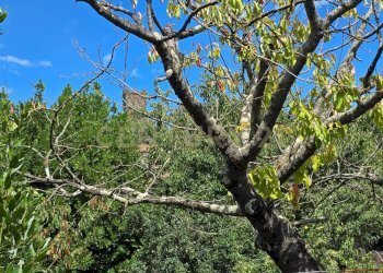 Bambi Grande-27.jpg - Villa Via dell'Orfanotrofio 20, Roccastrada - foto 24