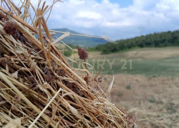 IMG_20250717_161042.jpg - Terreno edificabile Località Podere Scarpetta 90, Radicofani - foto 15