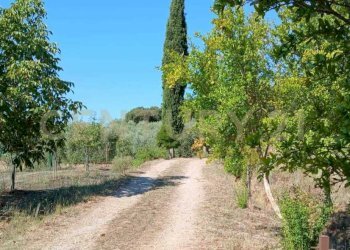 foto 16.jpeg - Azienda agricola località poggio al capraio  snc, Roccastrada - foto 17
