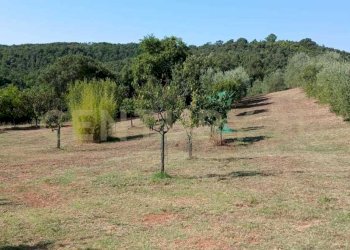 foto 17.jpeg - Azienda agricola località poggio al capraio  snc, Roccastrada - foto 18