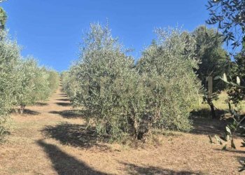 foto 19.jpeg - Azienda agricola località poggio al capraio  snc, Roccastrada - foto 20