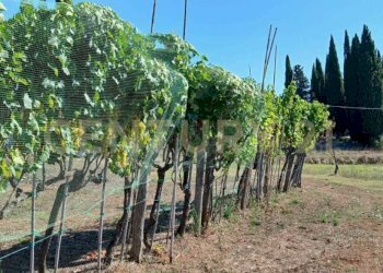 foto 20.jpeg - Azienda agricola località poggio al capraio  snc, Roccastrada - foto 21