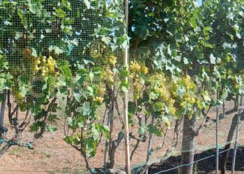 foto 21.jpeg - Azienda agricola località poggio al capraio  snc, Roccastrada - foto 22