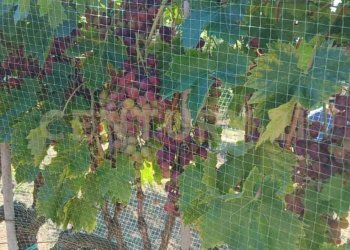 foto 22.jpeg - Azienda agricola località poggio al capraio  snc, Roccastrada - foto 23