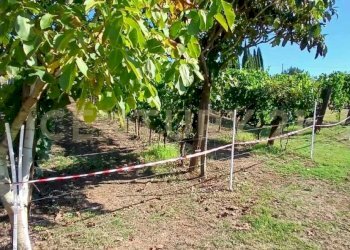 foto 29.jpeg - Azienda agricola località poggio al capraio  snc, Roccastrada - foto 30