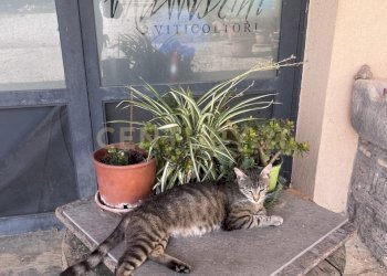 IMG_5553.jpg - Azienda agricola Strada dei Sassi Bianchi, Manciano - foto 6