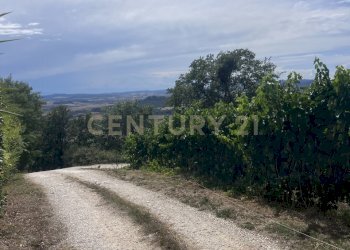IMG_5550.jpg - Azienda agricola Strada dei Sassi Bianchi, Manciano - foto 10