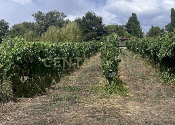 IMG_5551.jpg - Azienda agricola Strada dei Sassi Bianchi, Manciano - foto 11