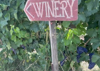 IMG_5549.jpg - Azienda agricola Strada dei Sassi Bianchi, Manciano - foto 15