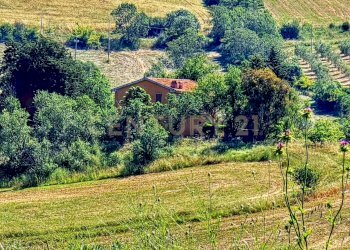 photo_20250529_072451.jpg - Casale Strada Provinciale Aquilaia, Scansano - foto 13