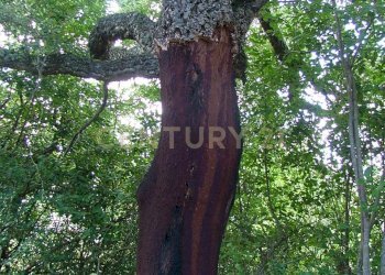 Casale agriturismo lampugnano 47, Civitella Paganico - photo 10