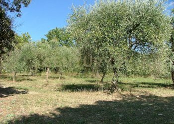Casale agriturismo lampugnano 47, Civitella Paganico - photo 11