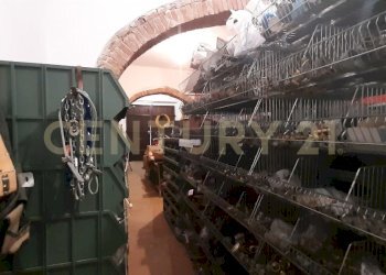 20250304_153038.jpg - Casale località fercole snc, Civitella Paganico - foto 28