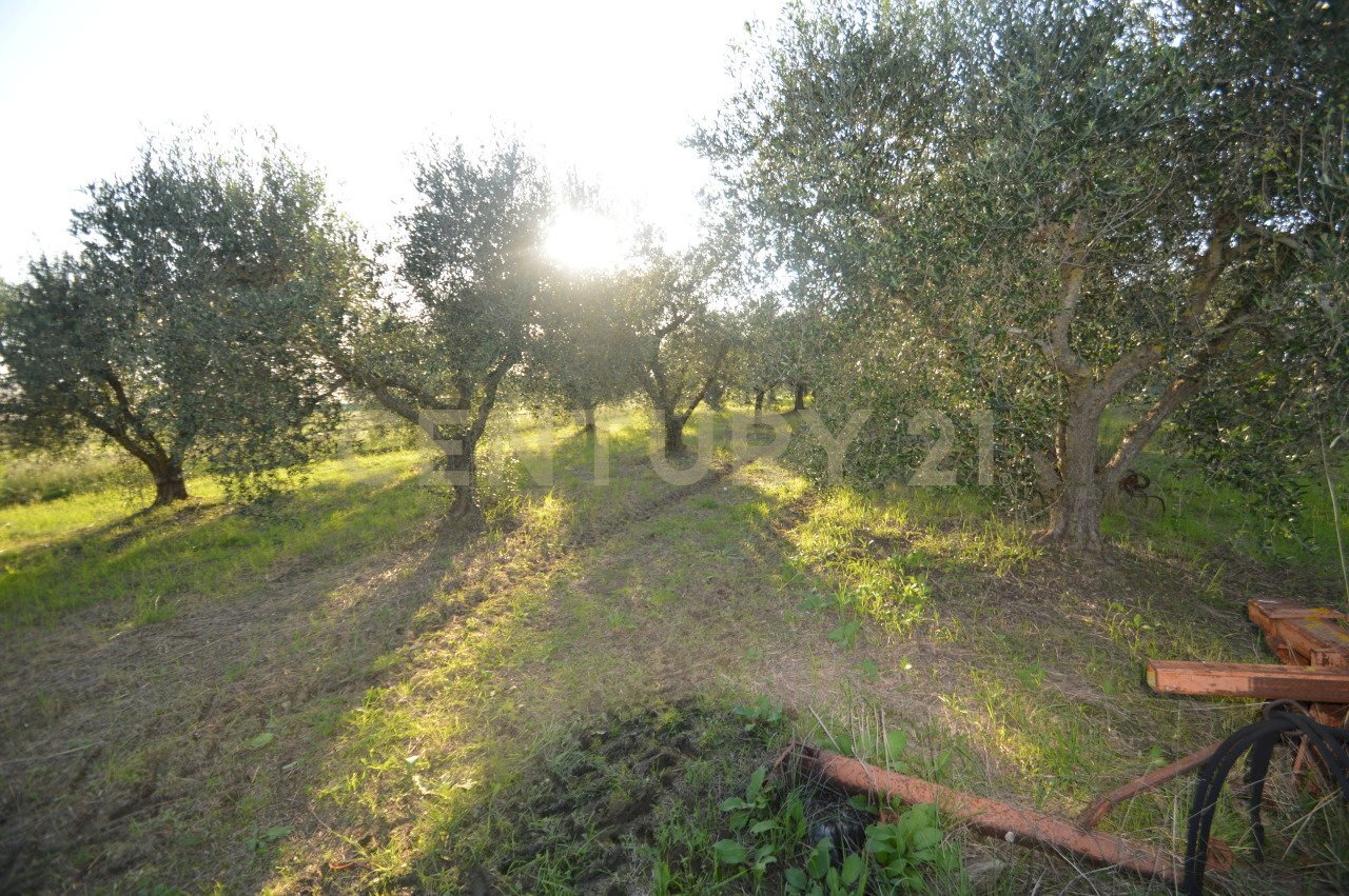 DSC_0100.JPG - Agricultural land Strada del Querciolo 125, Grosseto - photo 1