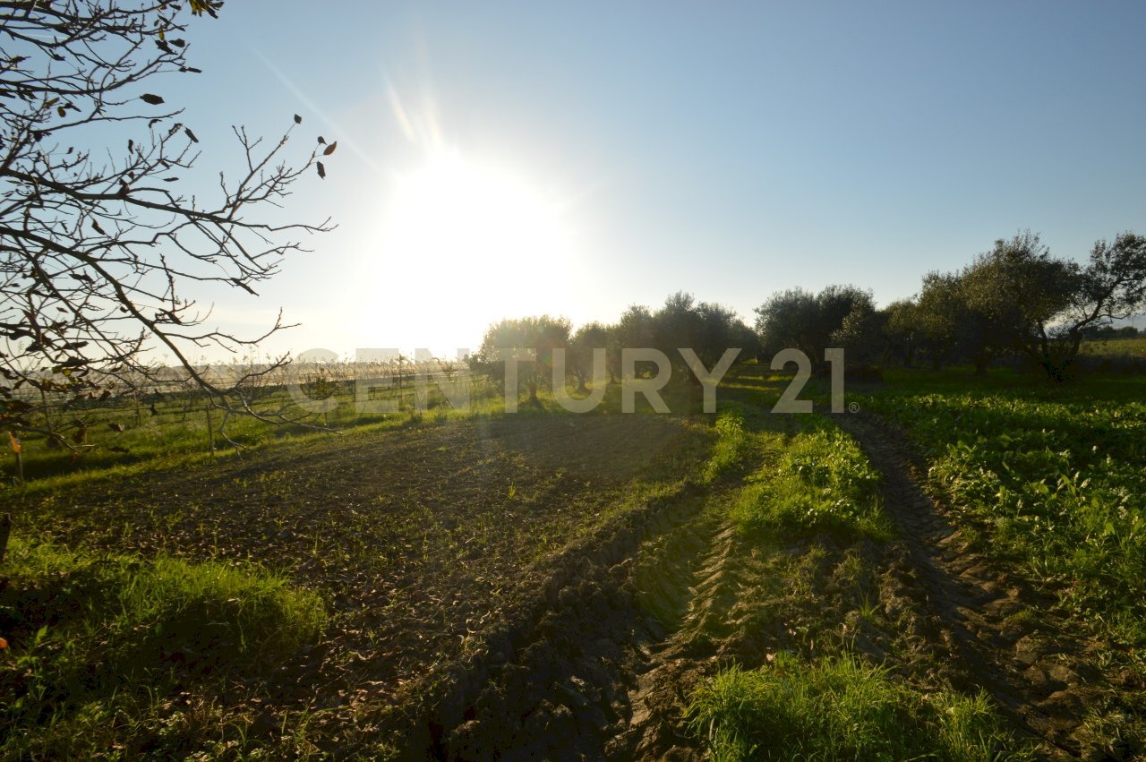 DSC_0094.JPG - Agricultural land Strada del Querciolo 125, Grosseto - photo 3