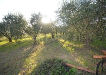 DSC_0100.JPG - Terreno agricolo Strada del Querciolo 125, Grosseto - foto 1