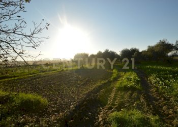 DSC_0094.JPG - Terreno agricolo Strada del Querciolo 125, Grosseto - foto 3