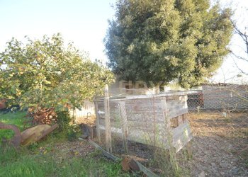DSC_0088.JPG - Terreno agricolo Strada del Querciolo 125, Grosseto - foto 4