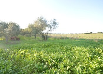 DSC_0098.JPG - Terreno agricolo Strada del Querciolo 125, Grosseto - foto 7