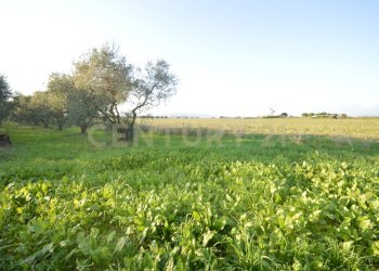 DSC_0099.JPG - Terreno agricolo Strada del Querciolo 125, Grosseto - foto 8