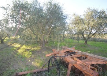 DSC_0101.JPG - Terreno agricolo Strada del Querciolo 125, Grosseto - foto 9