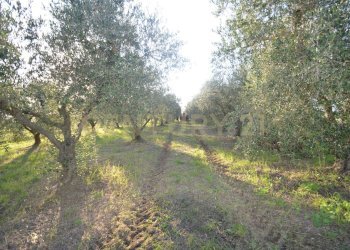 DSC_0103.JPG - Terreno agricolo Strada del Querciolo 125, Grosseto - foto 12