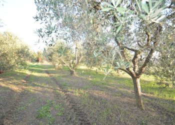 DSC_0106.JPG - Terreno agricolo Strada del Querciolo 125, Grosseto - foto 13