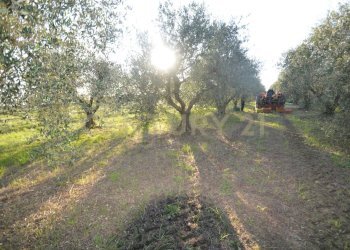 DSC_0107.JPG - Terreno agricolo Strada del Querciolo 125, Grosseto - foto 14