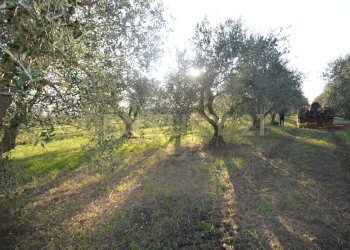 DSC_0108.JPG - Terreno agricolo Strada del Querciolo 125, Grosseto - foto 15