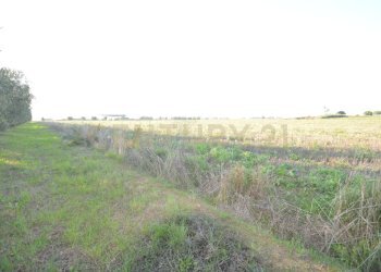 DSC_0113.JPG - Terreno agricolo Strada del Querciolo 125, Grosseto - foto 17