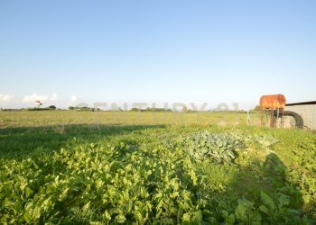 DSC_0097.JPG - Terreno agricolo Strada del Querciolo 125, Grosseto - foto 19